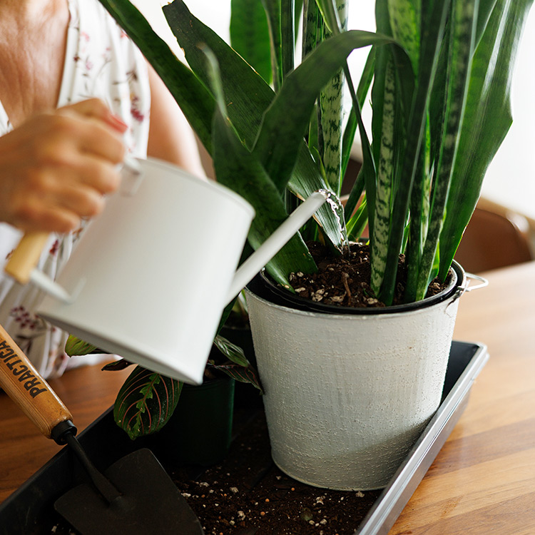 engrais-pour-plantes-schultz-comment-utiliser-etape-5-repeter-chaque-arrosage