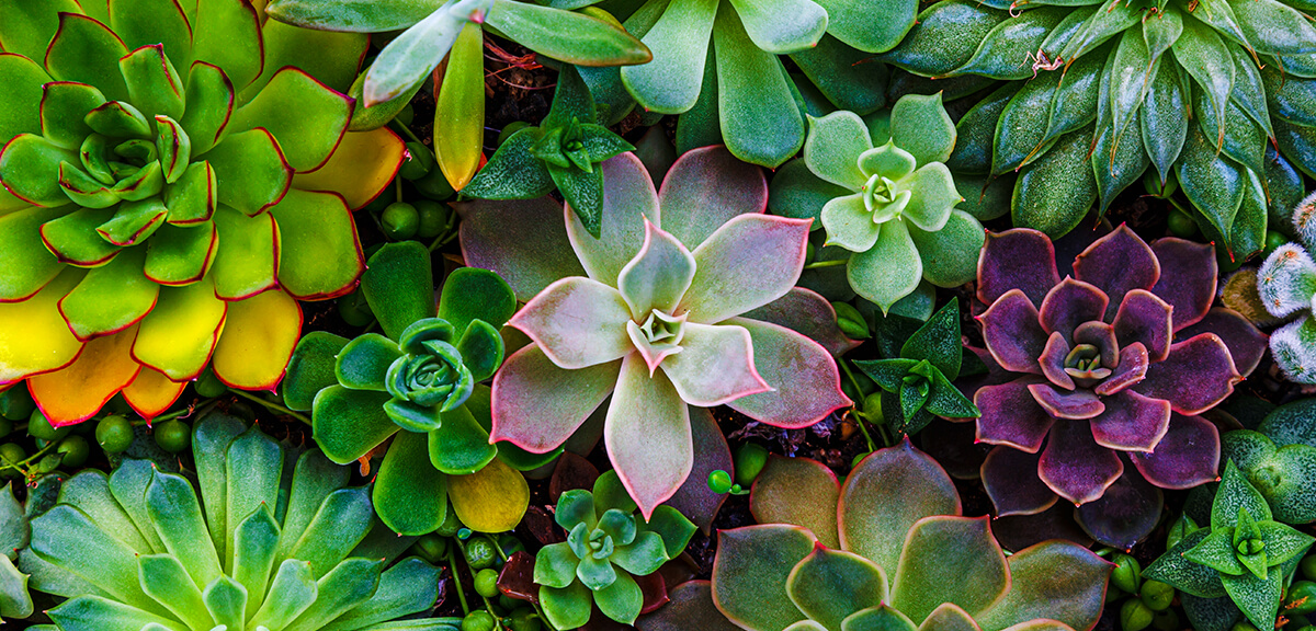schultz-how-to-care-for-succulents-02