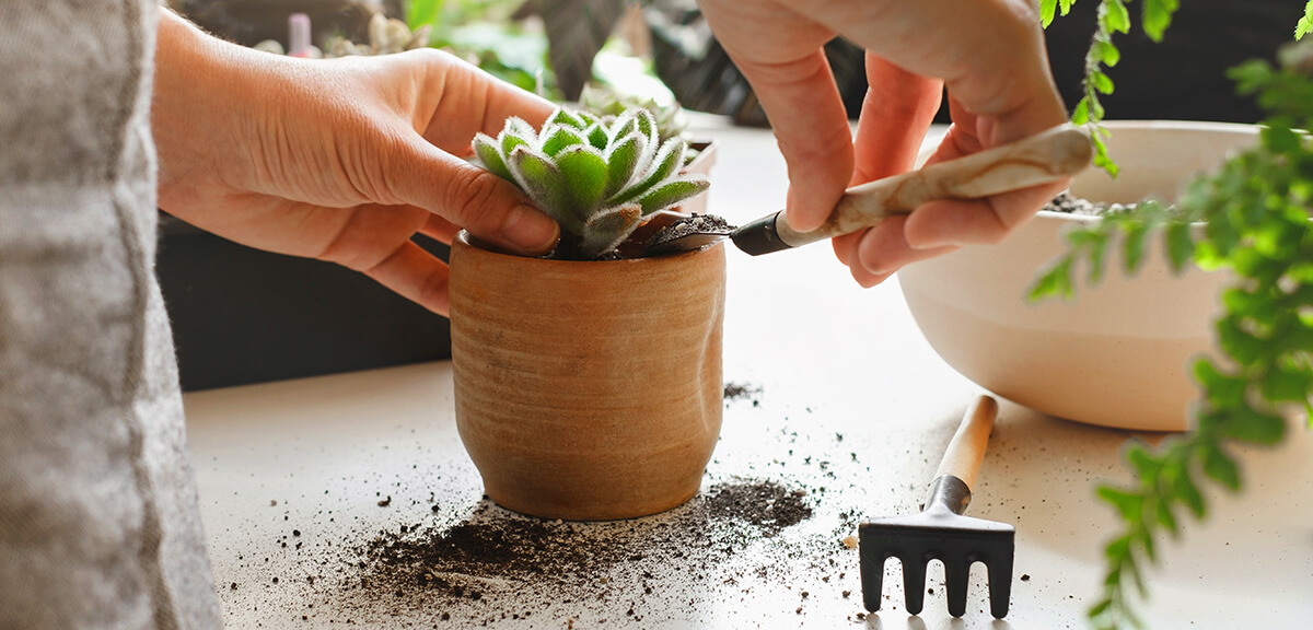 schultz-how-to-care-for-succulents-04