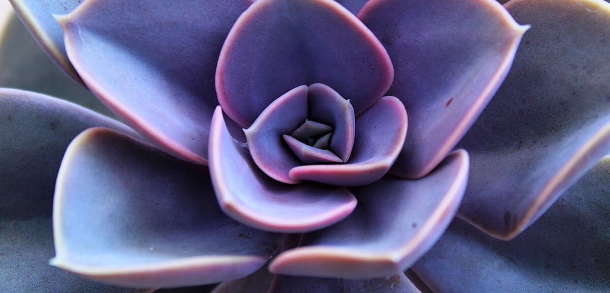 schultz-how-to-care-for-succulents-06