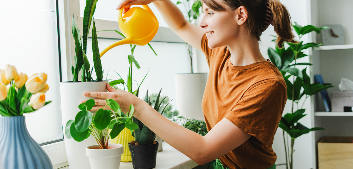 schultz-pilea-peperomioides-chinese-money-plant-care-02