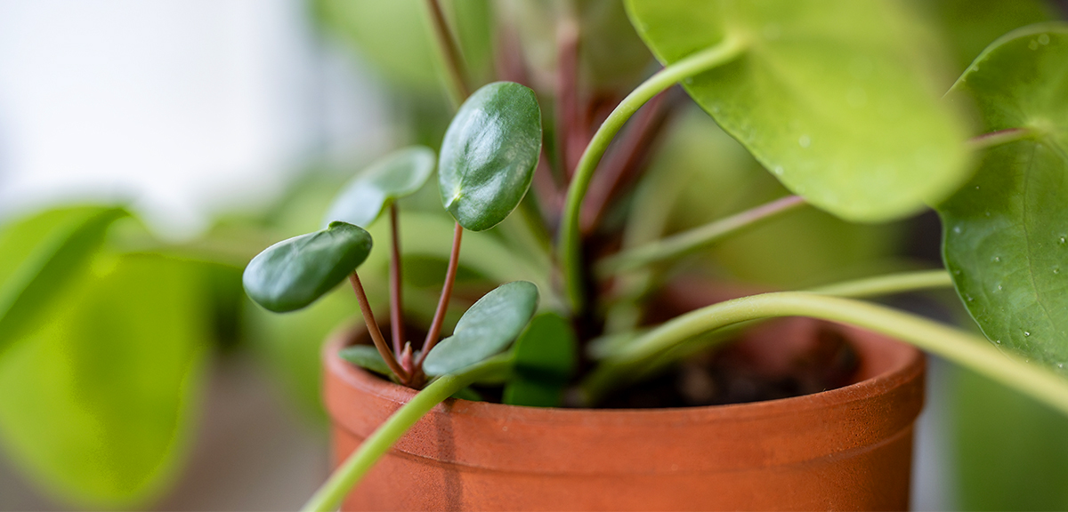 schultz-pilea-peperomioides-chinese-money-plant-care-04