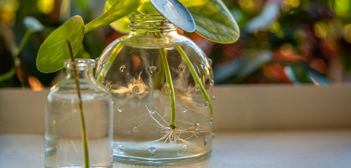 schultz-pilea-peperomioides-chinese-money-plant-care-05