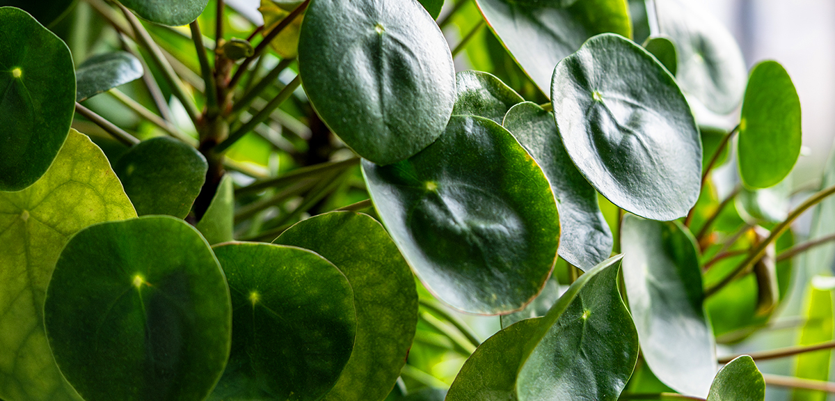 schultz-pilea-peperomioides-chinese-money-plant-care-01