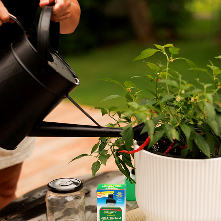 schultz-plant-food-how-to-use-step-3-water-plant