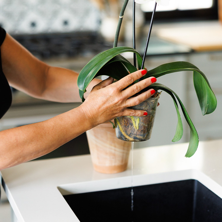 schultz-plant-food-how-to-use-step-4-drain