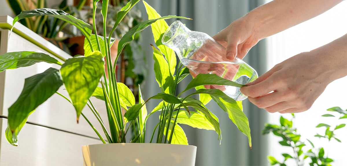 schultz-beginner-houseplant-mistakes-how-to-fix-02