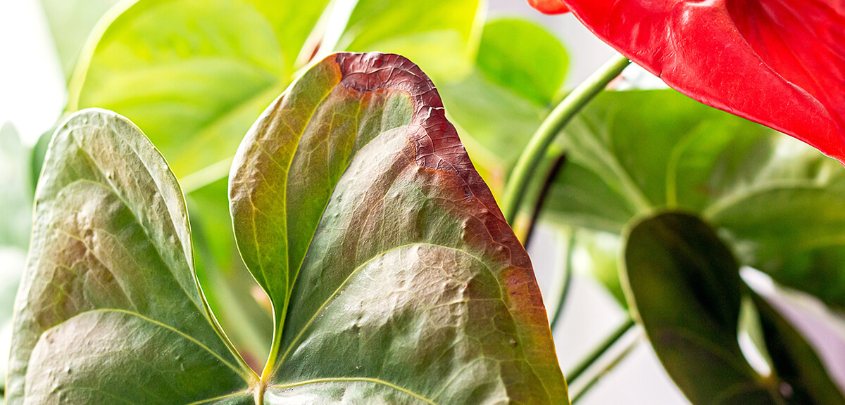 schultz-beginner-houseplant-mistakes-how-to-fix-03