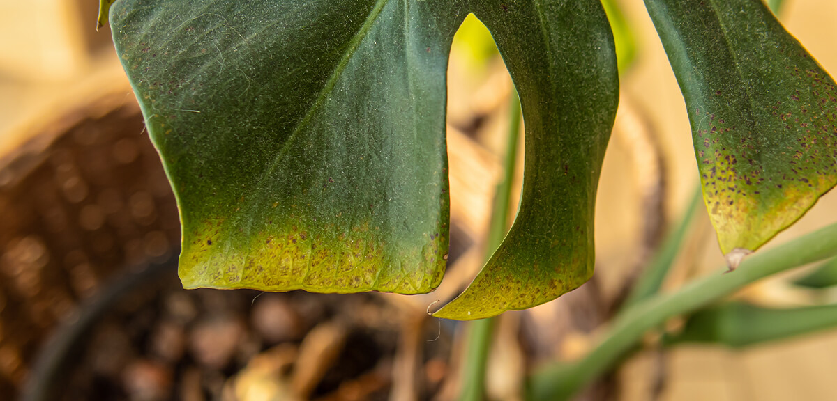 schultz-beginner-houseplant-mistakes-how-to-fix-03
