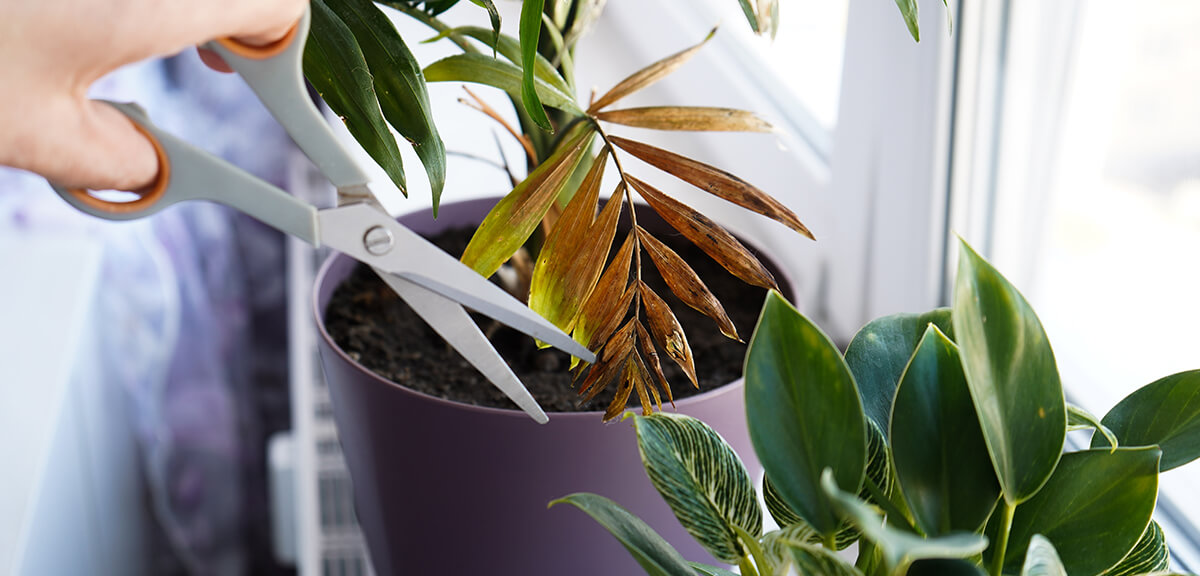 schultz-beginner-houseplant-mistakes-how-to-fix-05