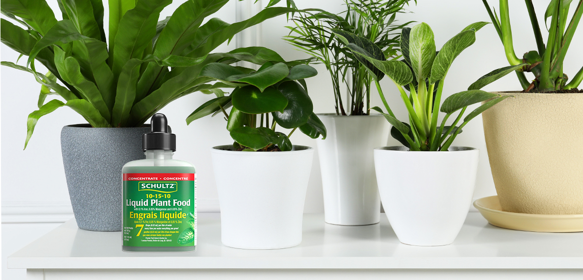 schultz-beginner-houseplant-mistakes-how-to-fix-06-02
