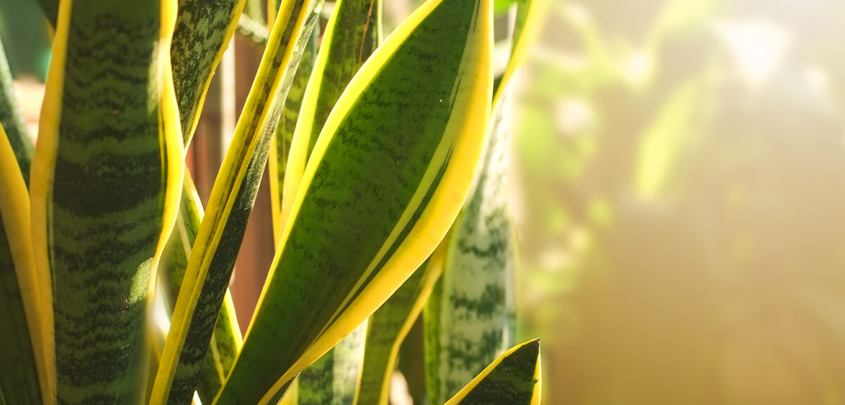 schultz-easy-indoor-plants-hard-to-kill-02