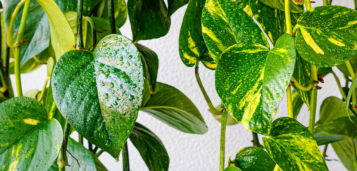 schultz-easy-indoor-plants-hard-to-kill-04