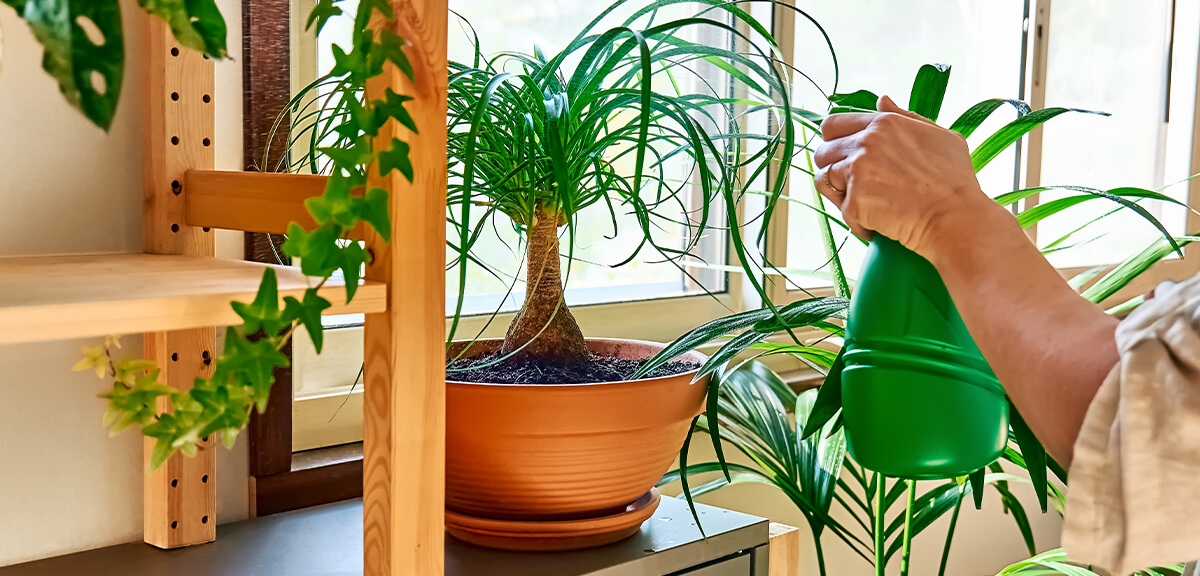 schultz-easy-indoor-plants-hard-to-kill-07