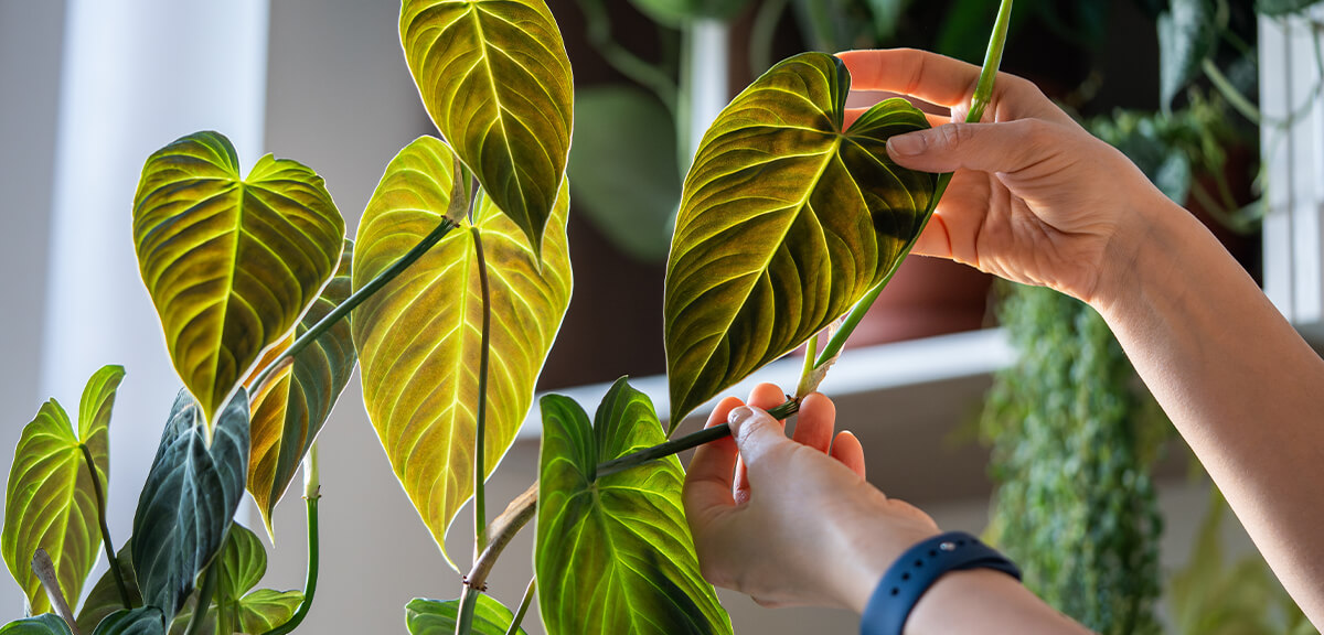 schultz-easy-indoor-plants-hard-to-kill-08