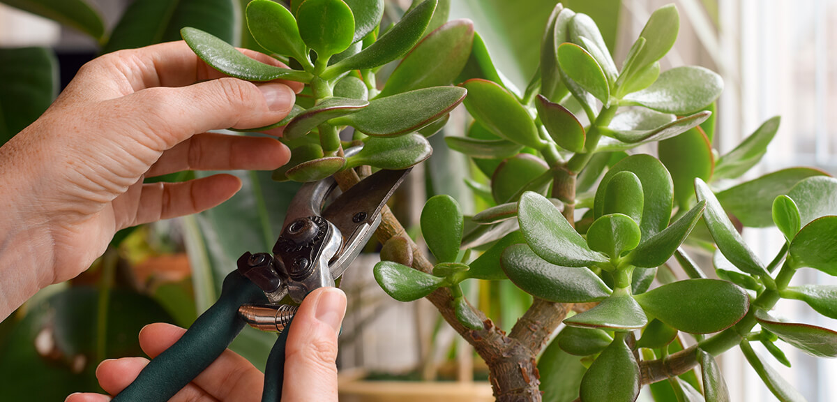 schultz-easy-indoor-plants-hard-to-kill-09