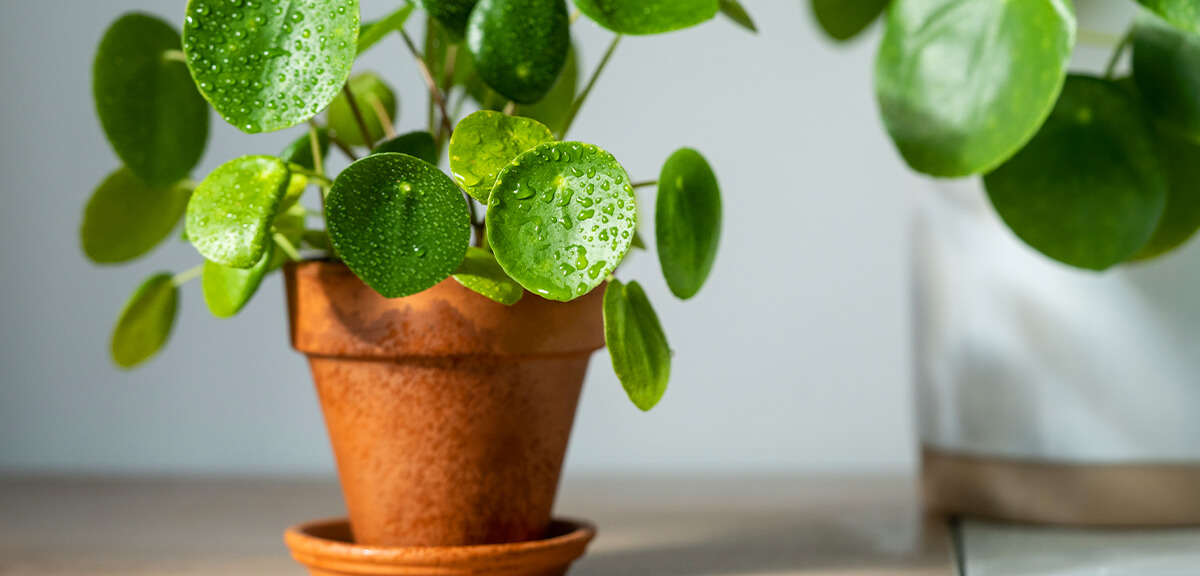 schultz-easy-indoor-plants-hard-to-kill-11