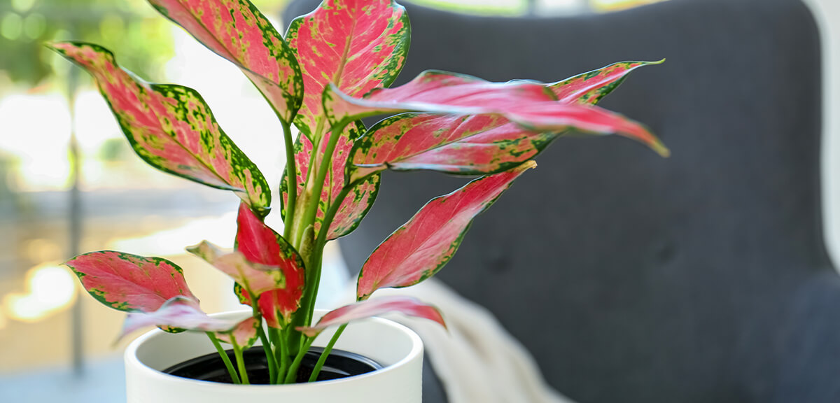 schultz-easy-indoor-plants-hard-to-kill-12