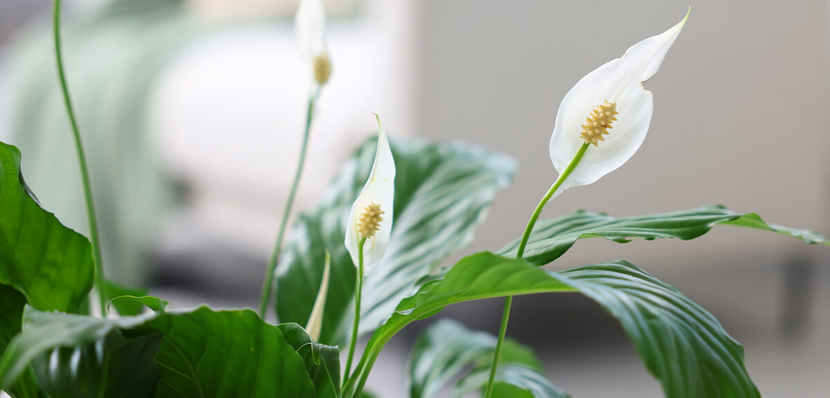 schultz-easy-indoor-plants-hard-to-kill-13