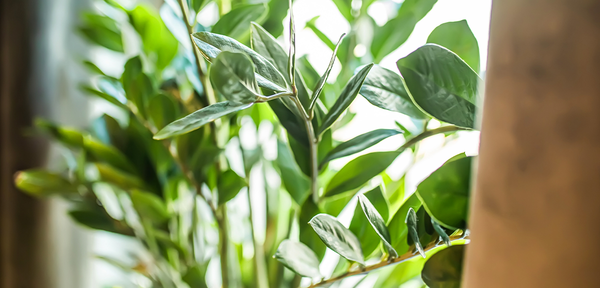 schultz-easy-indoor-plants-hard-to-kill-14