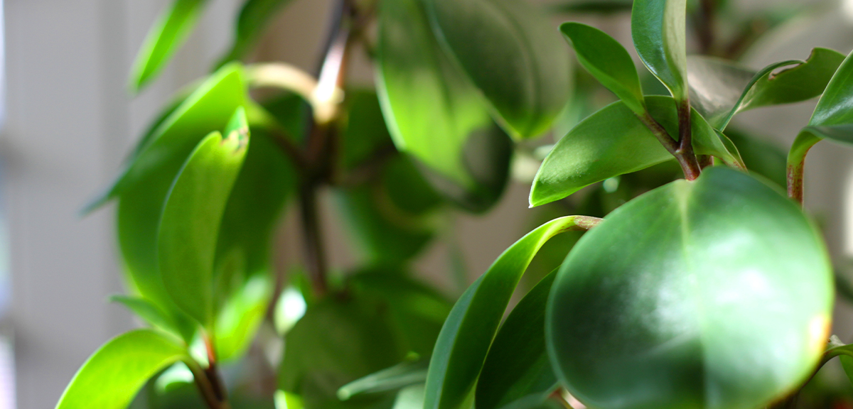 schultz-easy-indoor-plants-hard-to-kill-15.