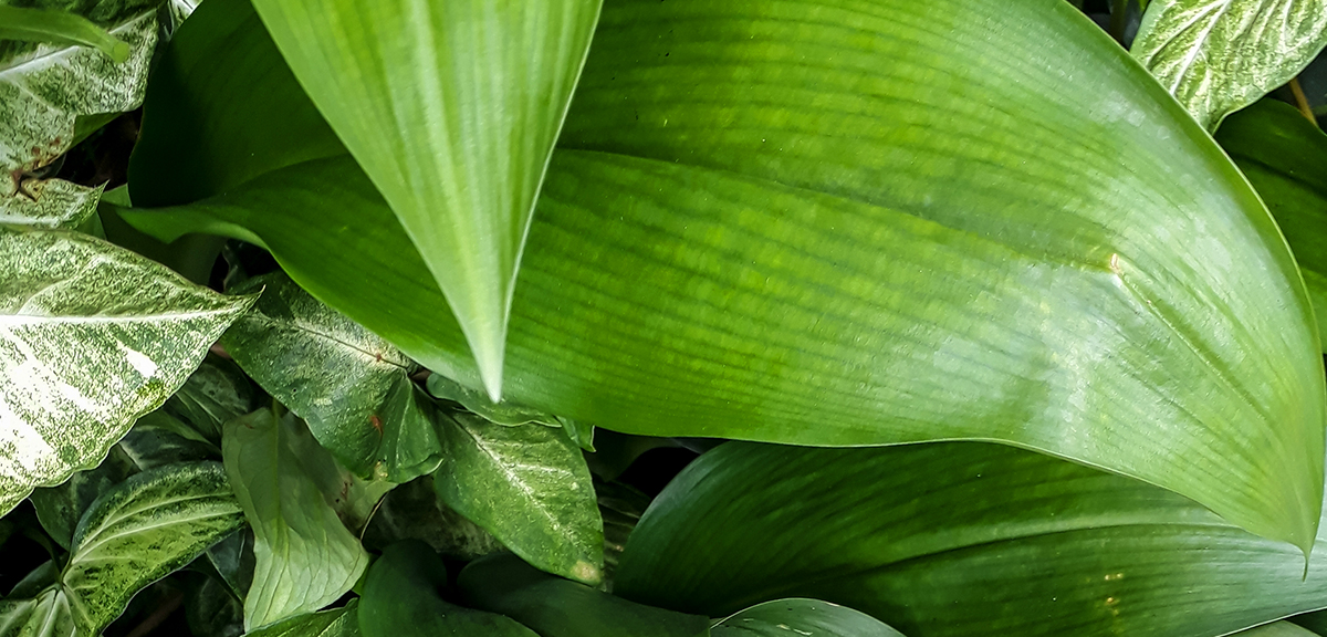 schultz-easy-indoor-plants-hard-to-kill-16