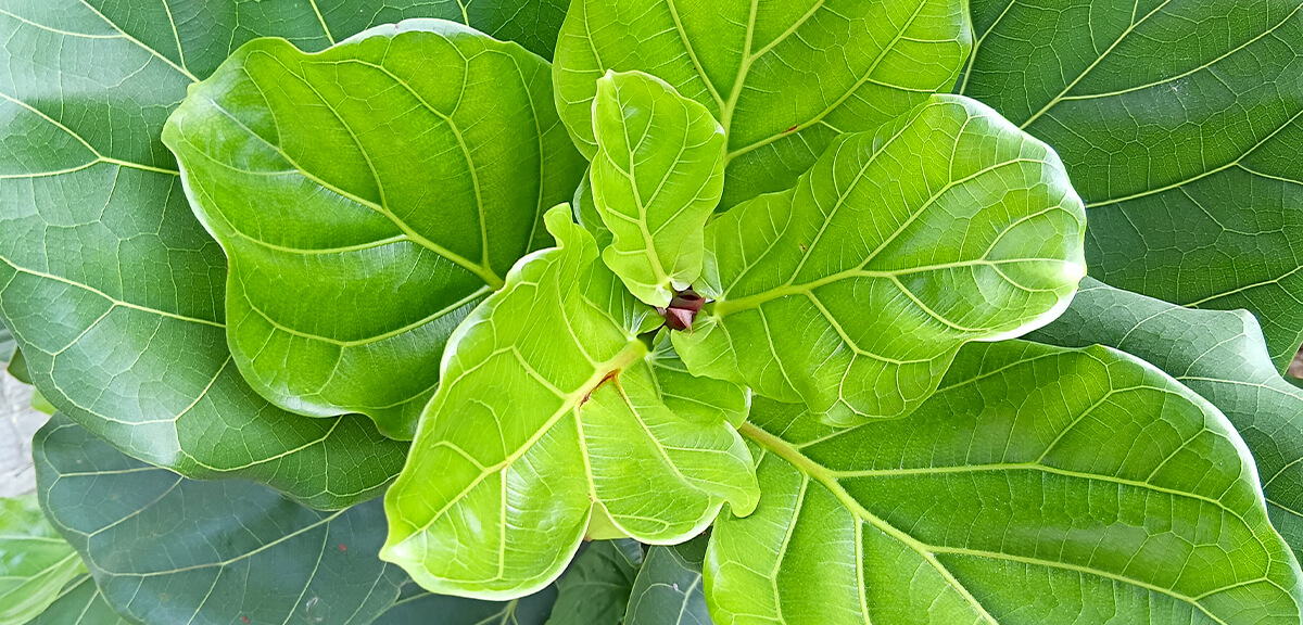 schultz-fiddle-leaf-fig-care-guide-02