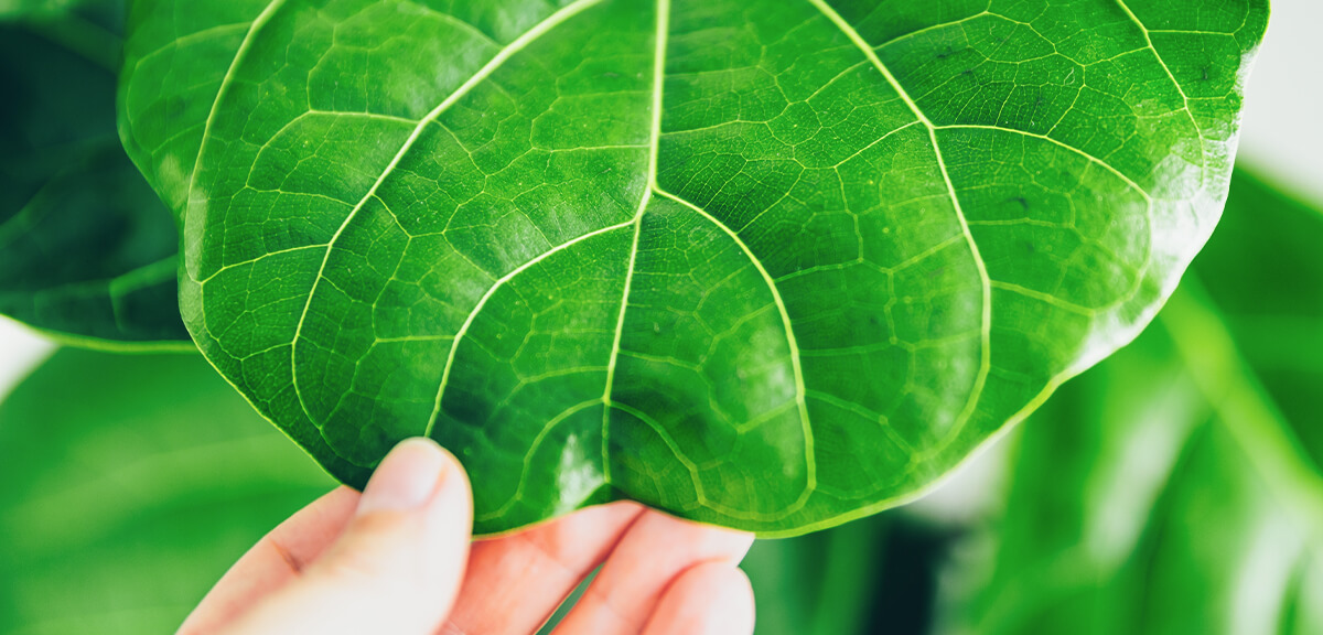 schultz-fiddle-leaf-fig-care-guide-03