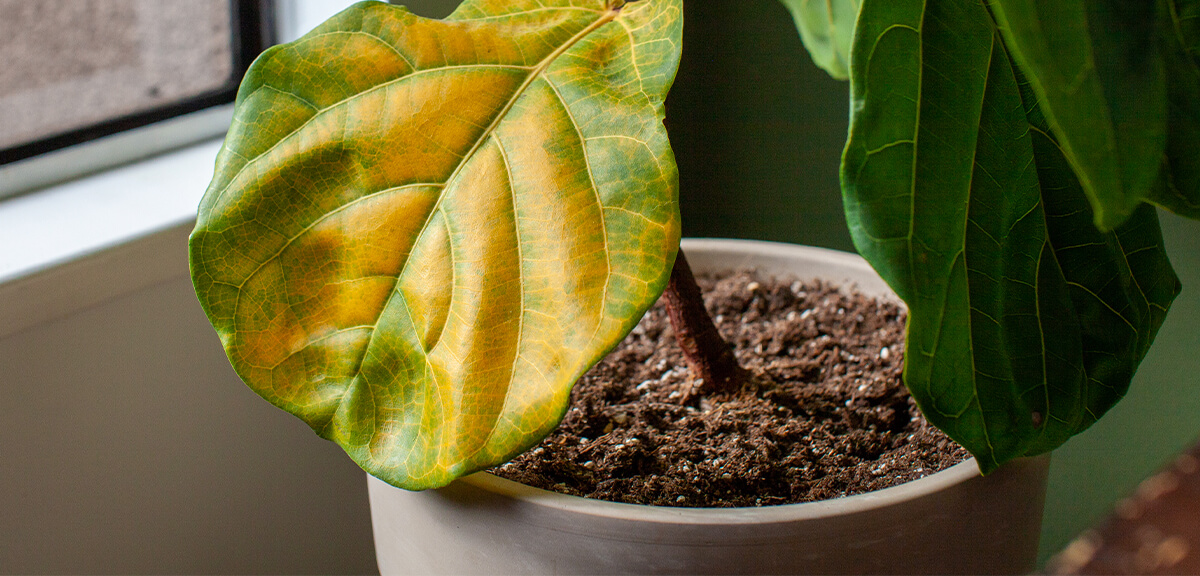 schultz-fiddle-leaf-fig-care-guide-04