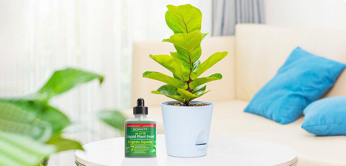 schultz-fiddle-leaf-fig-care-guide-05