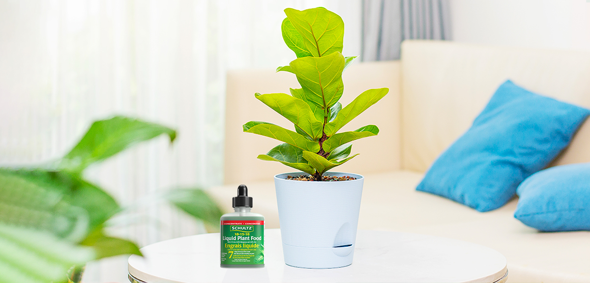 schultz-fiddle-leaf-fig-care-guide-05-1