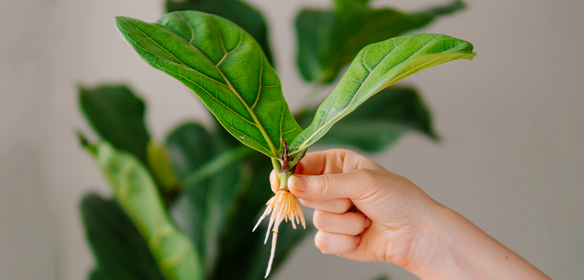 schultz-fiddle-leaf-fig-care-guide-06
