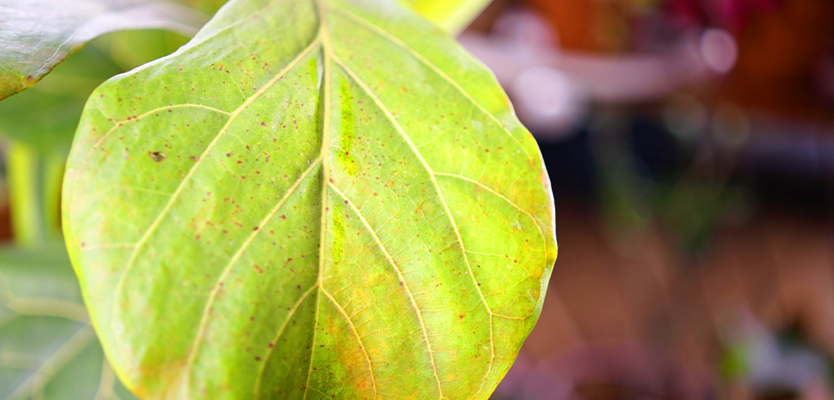 schultz-fiddle-leaf-fig-problem-issue-guide-02_0