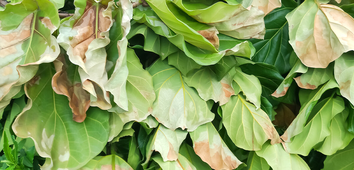 schultz-fiddle-leaf-fig-problem-issue-guide-03