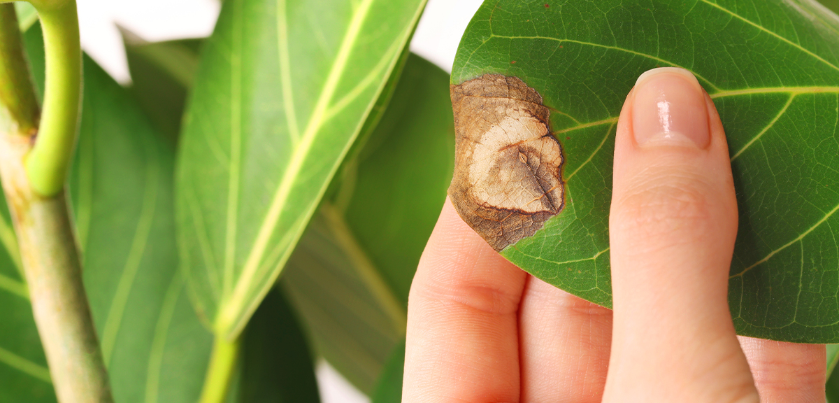 schultz-fiddle-leaf-fig-problem-issue-guide-04_0