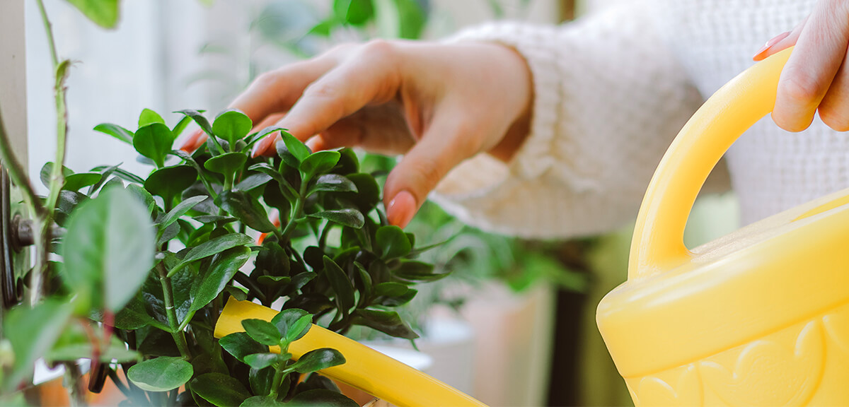 schultz-indoor-plant-care-for-beginners-02