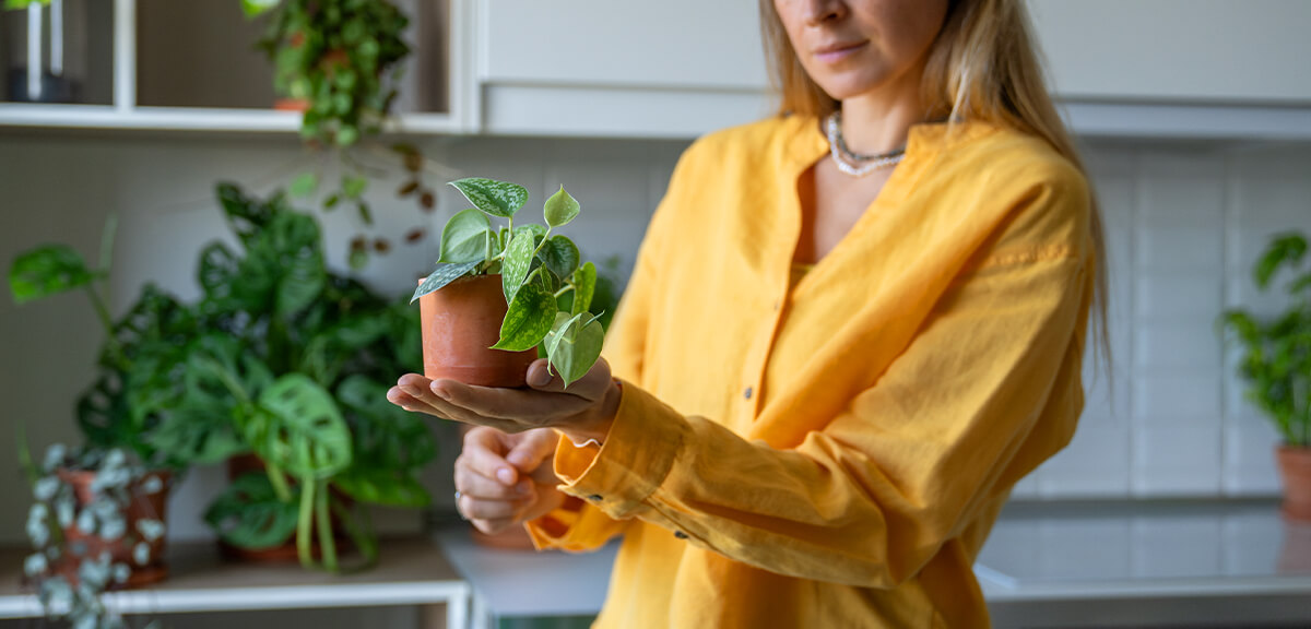 schultz-indoor-plant-care-for-beginners-03