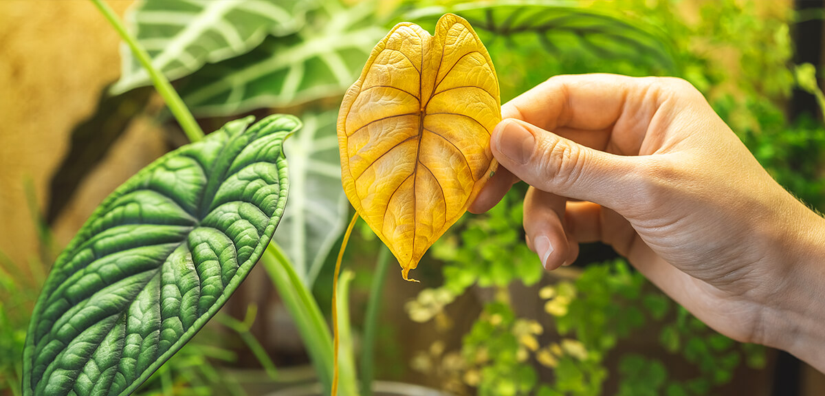 schultz-indoor-plant-care-for-beginners-04
