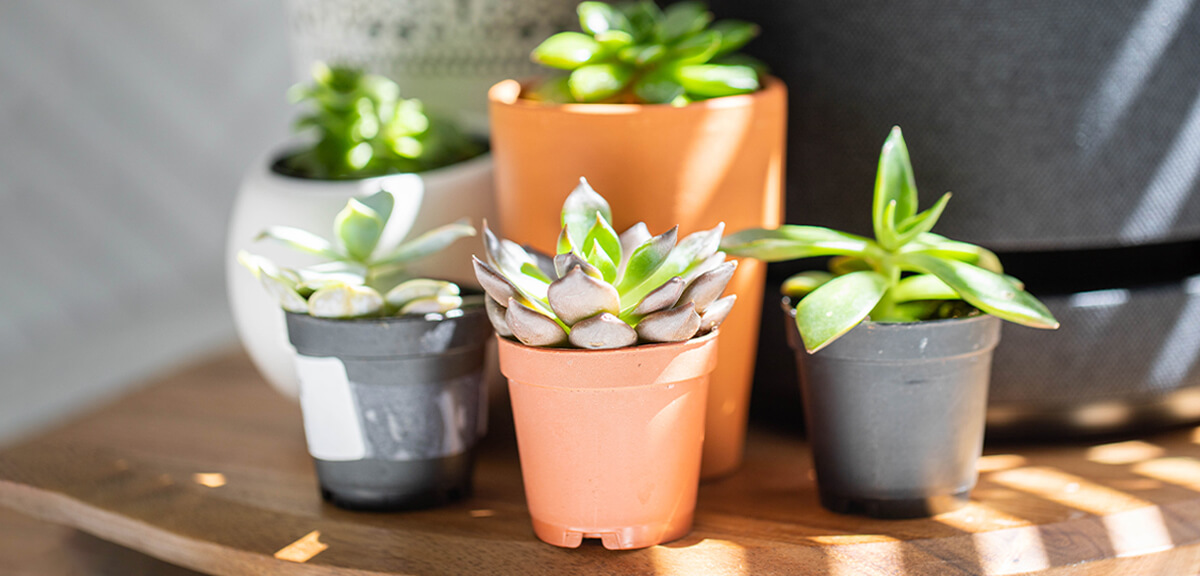 schultz-indoor-plant-care-for-beginners-05