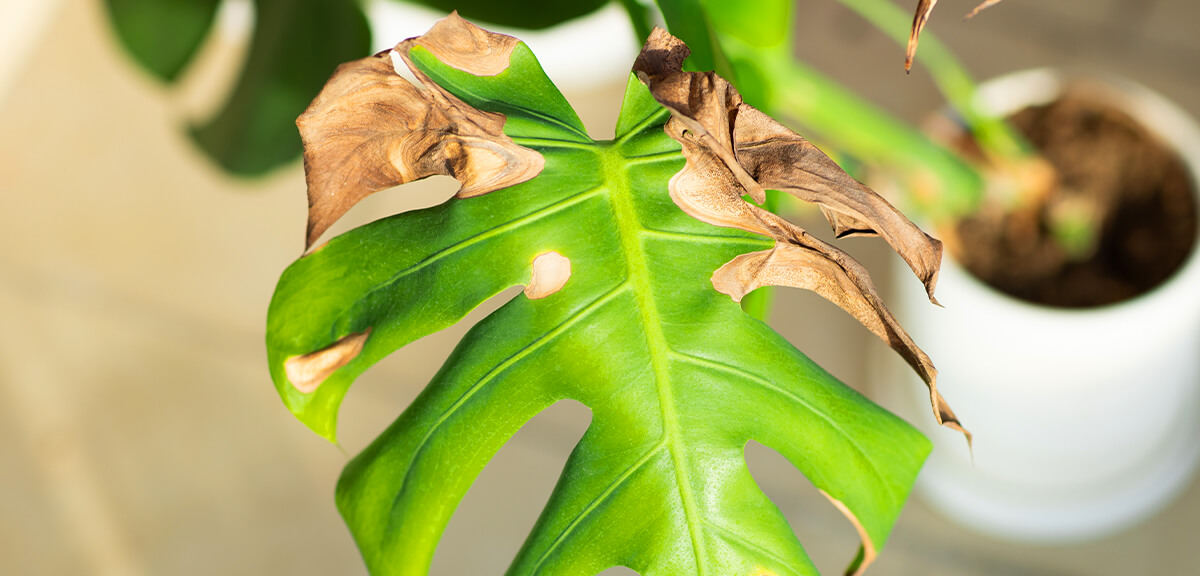 schultz-indoor-plant-care-for-beginners-06