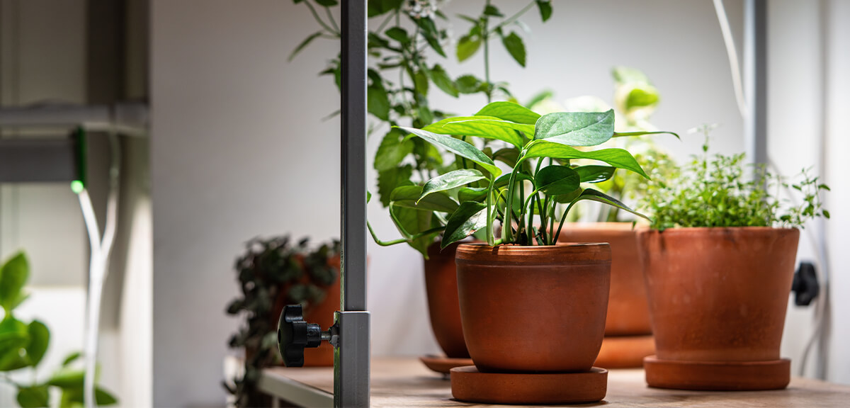 schultz-indoor-plant-care-for-beginners-07