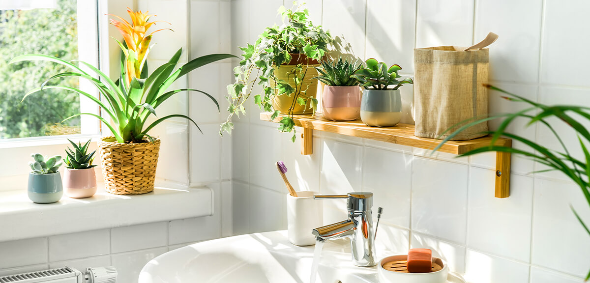 schultz-indoor-plant-care-for-beginners-08