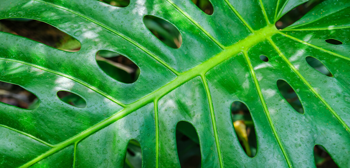 schultz-monstera-deliciosa-care-guide-02