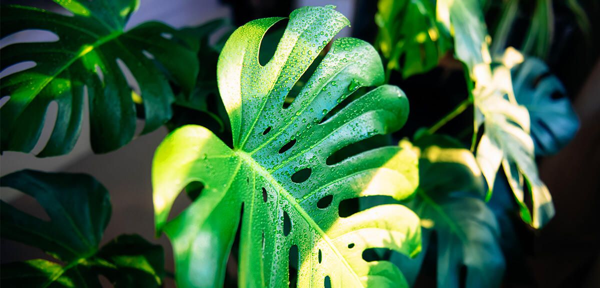 schultz-monstera-deliciosa-care-guide-03