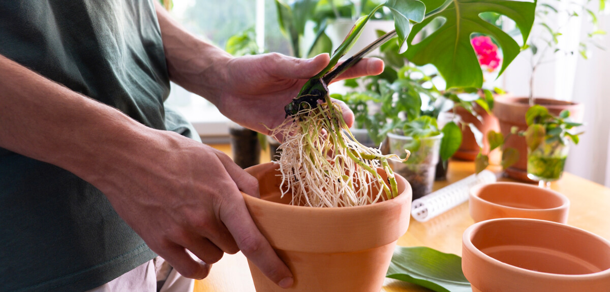 schultz-monstera-deliciosa-care-guide-05