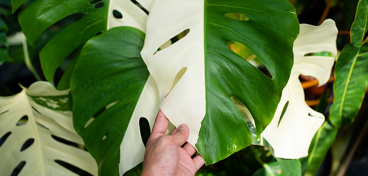 schultz-monstera-deliciosa-care-guide-07