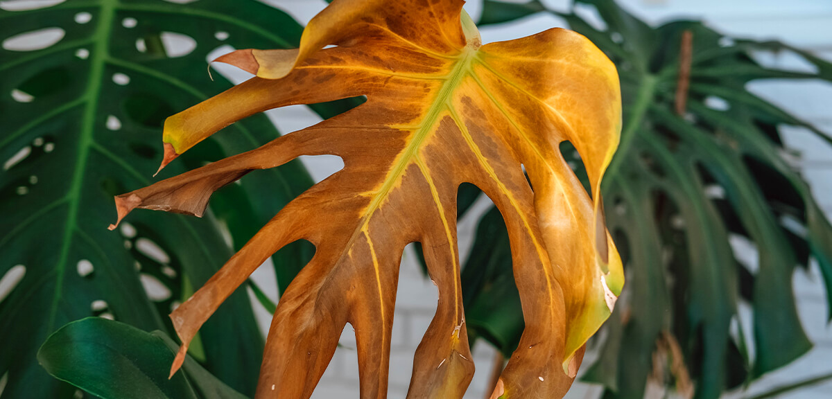 schultz-monstera-guide-problemes-02