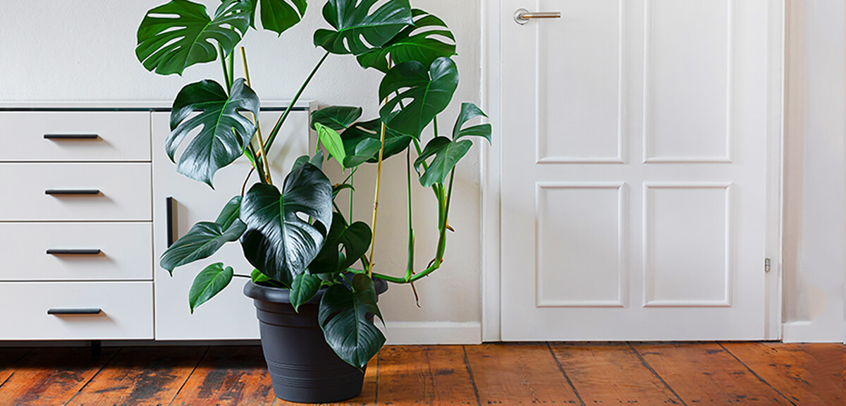 schultz-monstera-guide-problemes-03