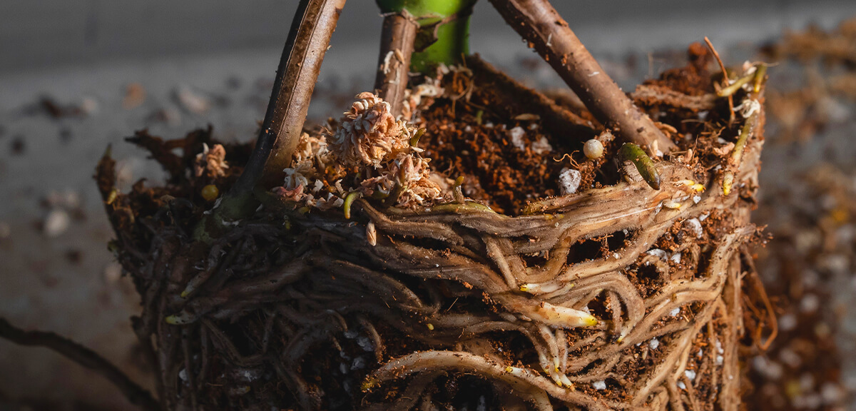 schultz-monstera-guide-problemes-04