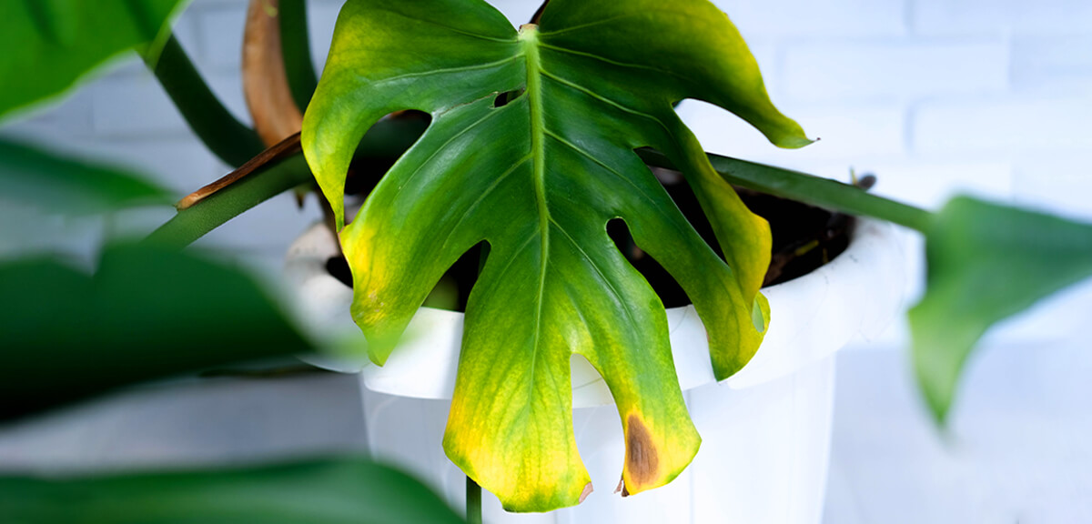 schultz-yellow-leaves-houseplants-causes-02